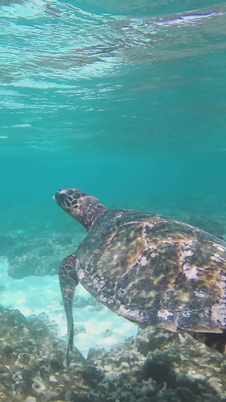 海龟在海洋中巡游视频素材