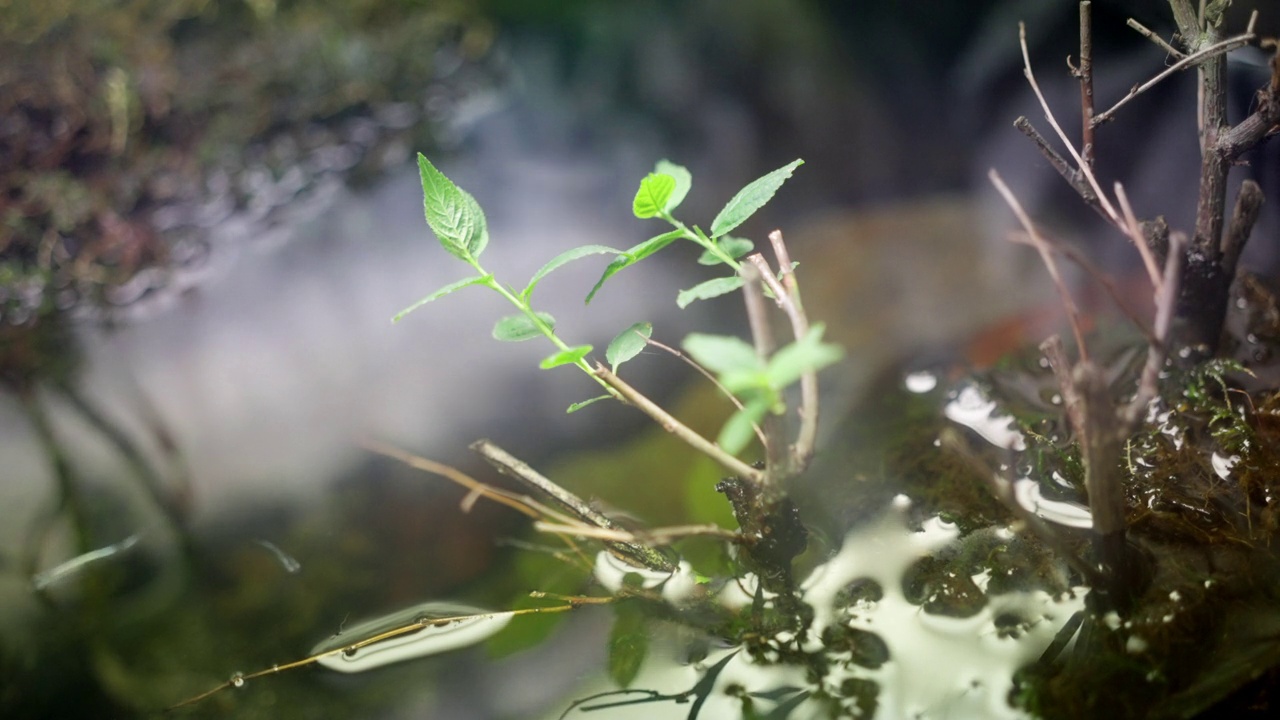 可爱的鳉鱼在生物群落中游泳视频素材