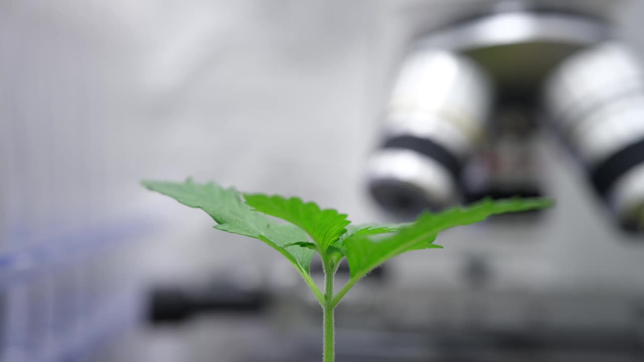 小型茂盛的大麻植物的叶子生长在实验室视频素材