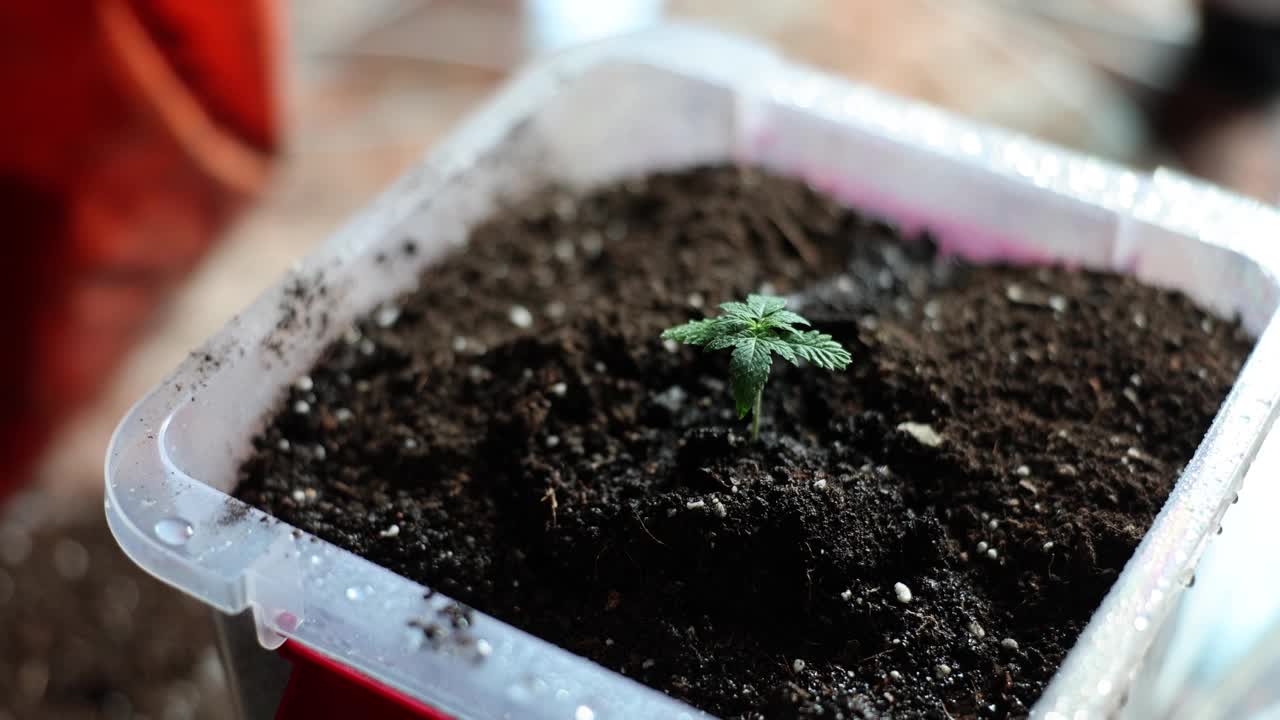 男子将黑土扔进装有大麻芽的容器视频素材