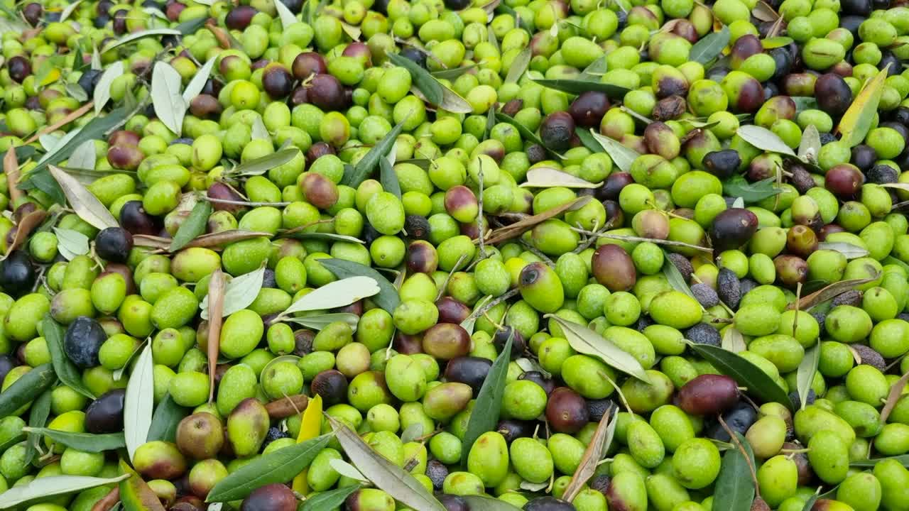 采收的生物橄榄，特级初榨橄榄油生产工业的俯视图视频下载