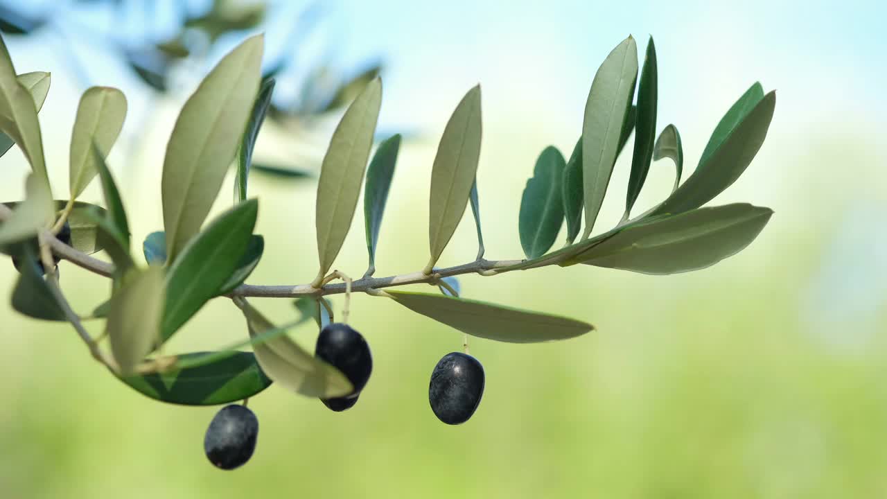宏观看黑橄榄树枝头，特级初榨橄榄油的生产季节视频下载