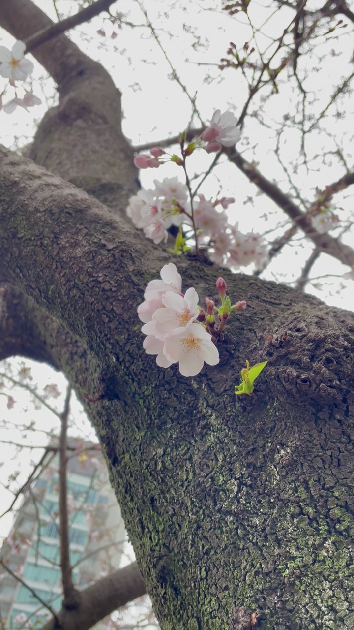 樱花树的特写视频下载