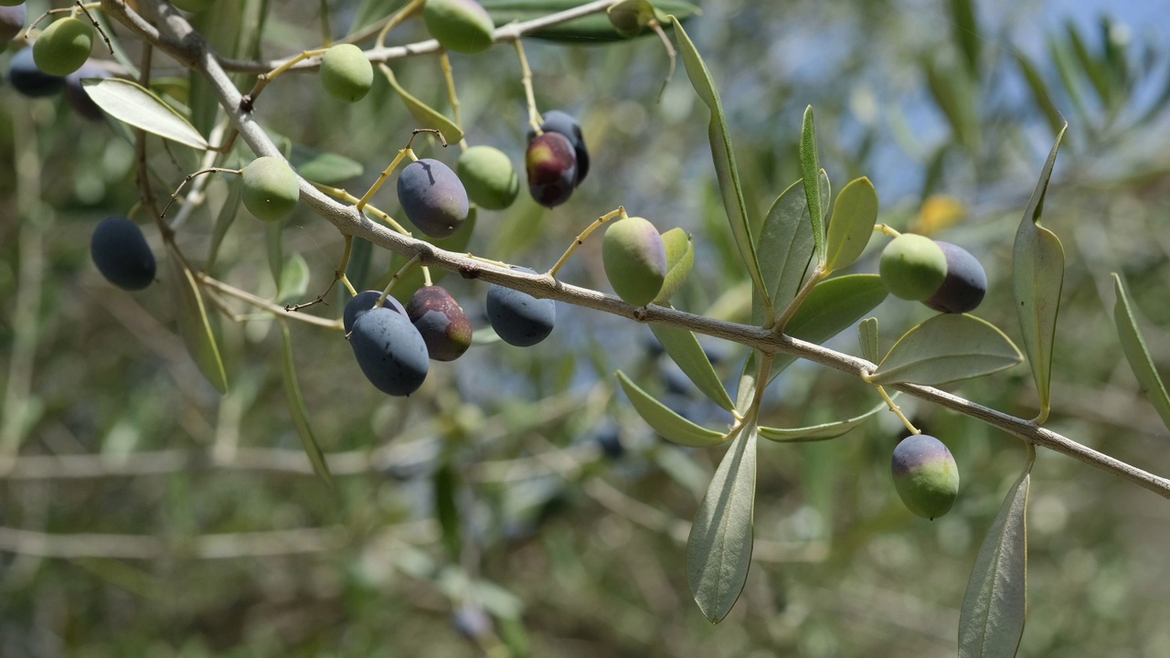 橄榄树枝干宏观详图，特级初榨橄榄油生产季节视频下载