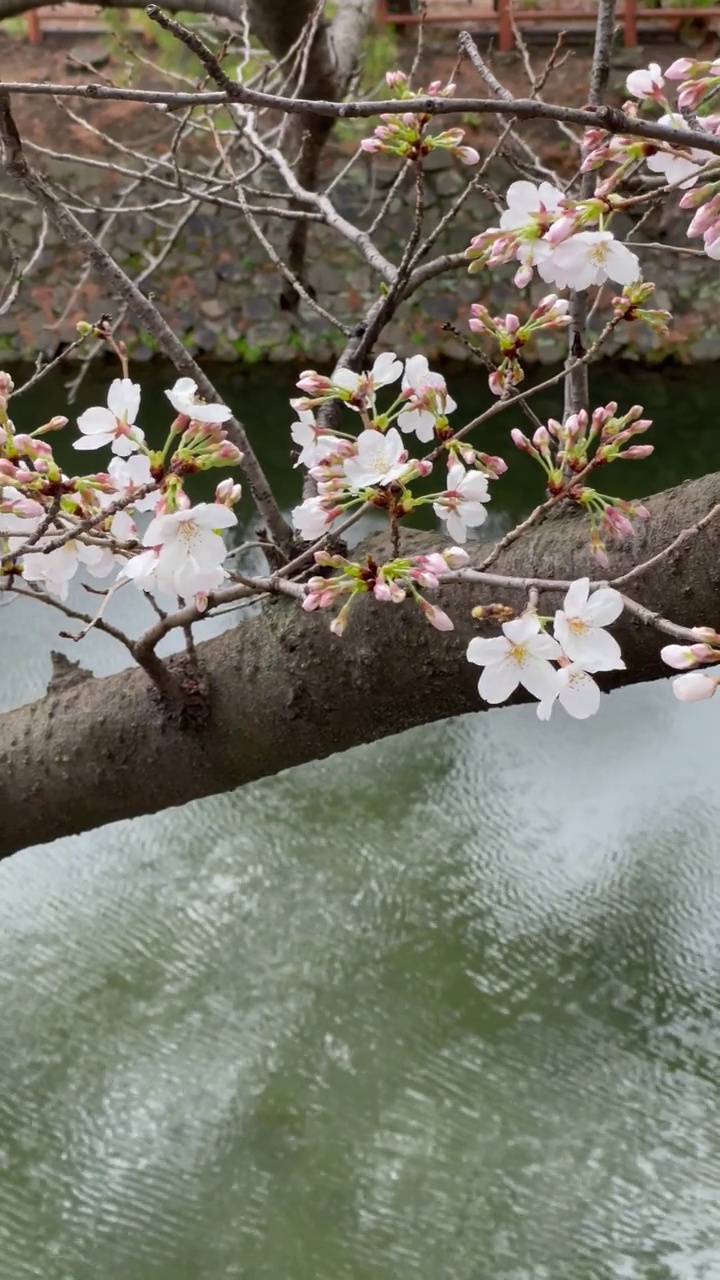 令人放松的白色樱花视频素材