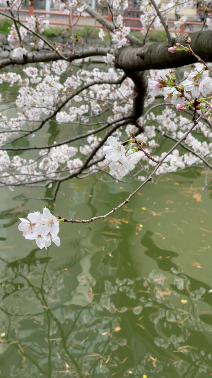 樱花在风中吹过池塘视频素材