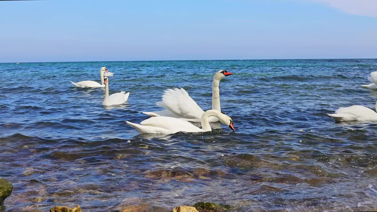 海边的白天鹅以扔给它们的面包为食视频下载