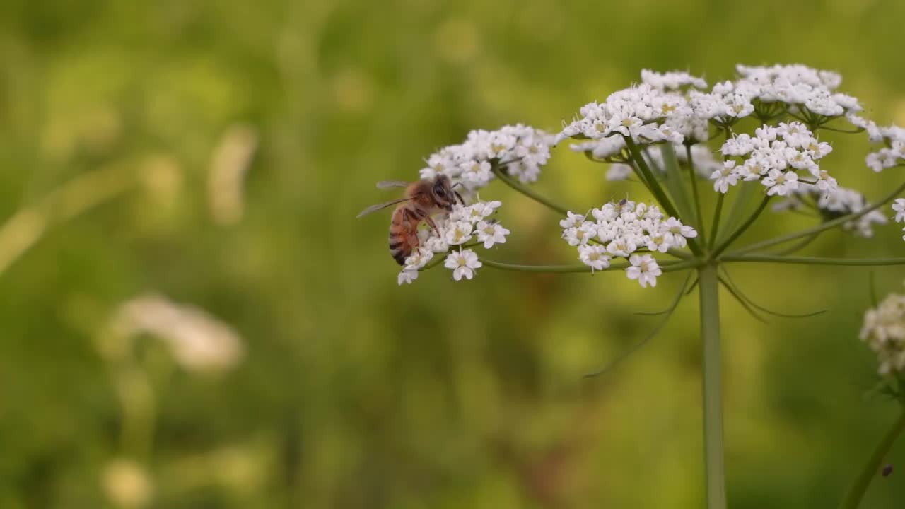 蜜蜂在野孜然花上视频素材