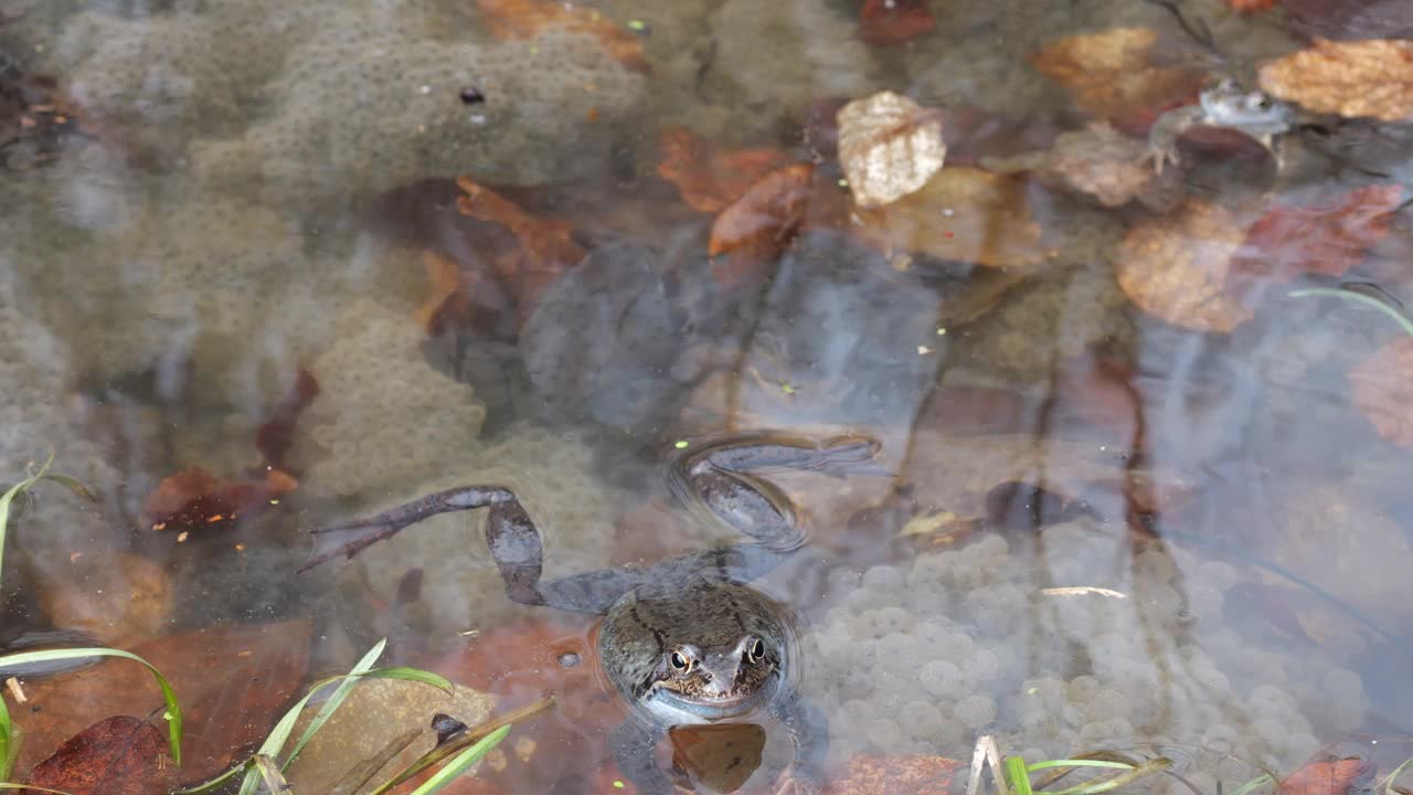 泉水池塘里的青蛙和鱼子酱。视频素材