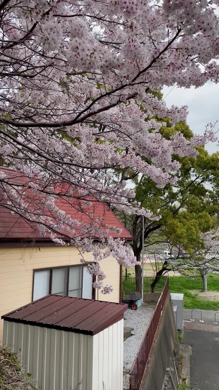 樱花花瓣视频素材