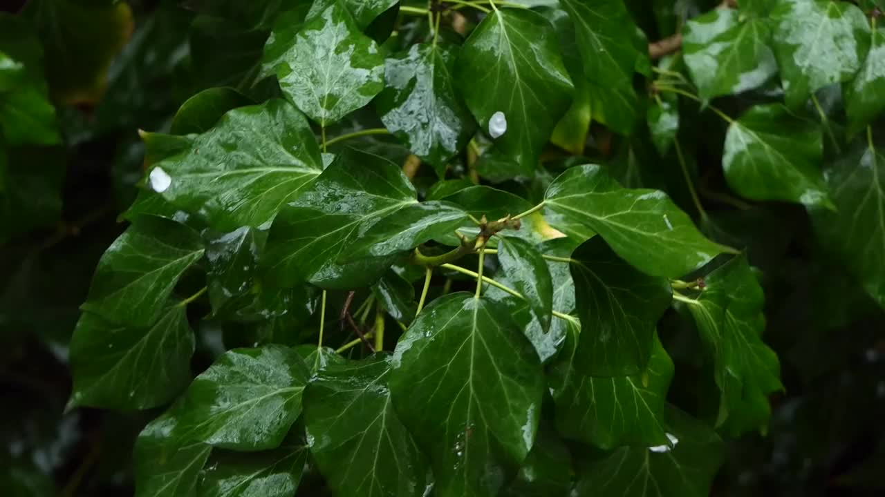 雨滴落在植物的叶子上视频素材