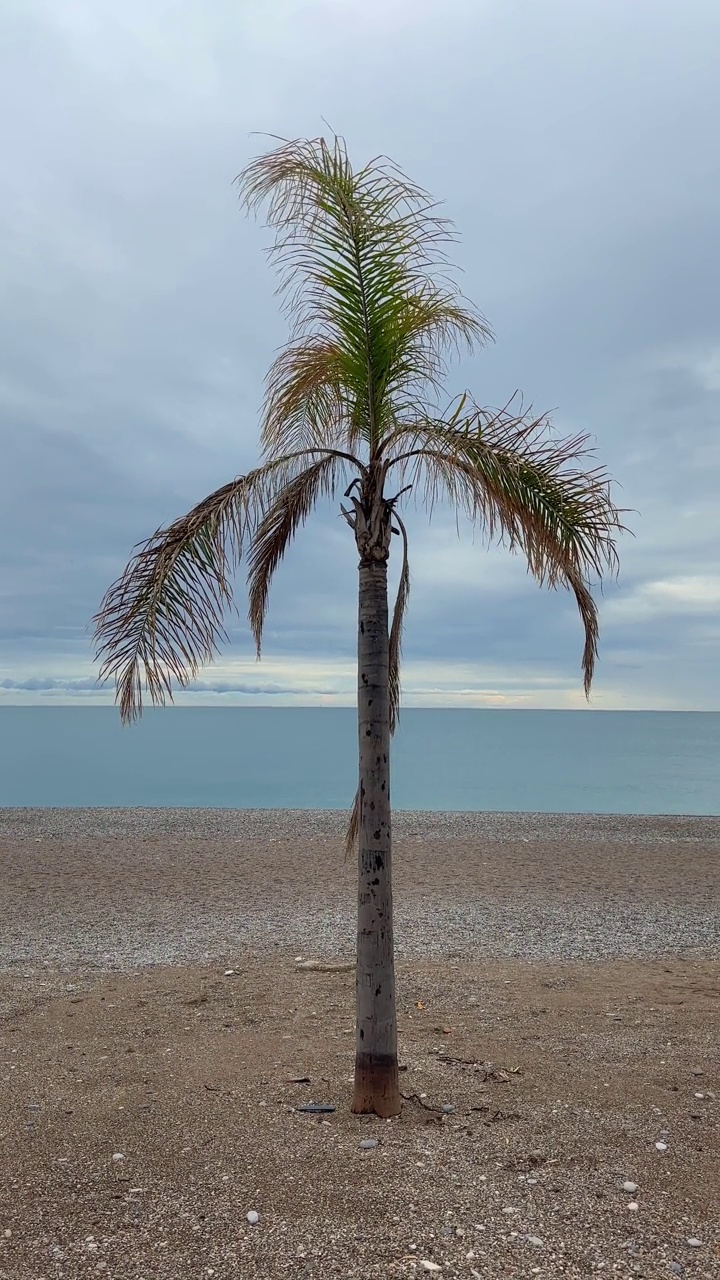 海滩上的棕榈树视频素材