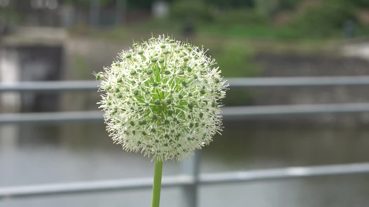 葱花摇曳视频素材