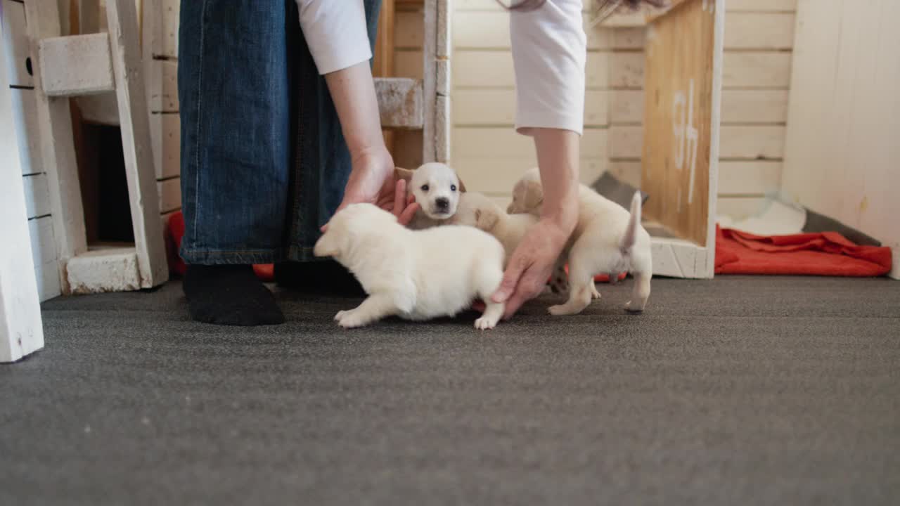 拉布拉多犬在一位女士的家中玩耍视频素材