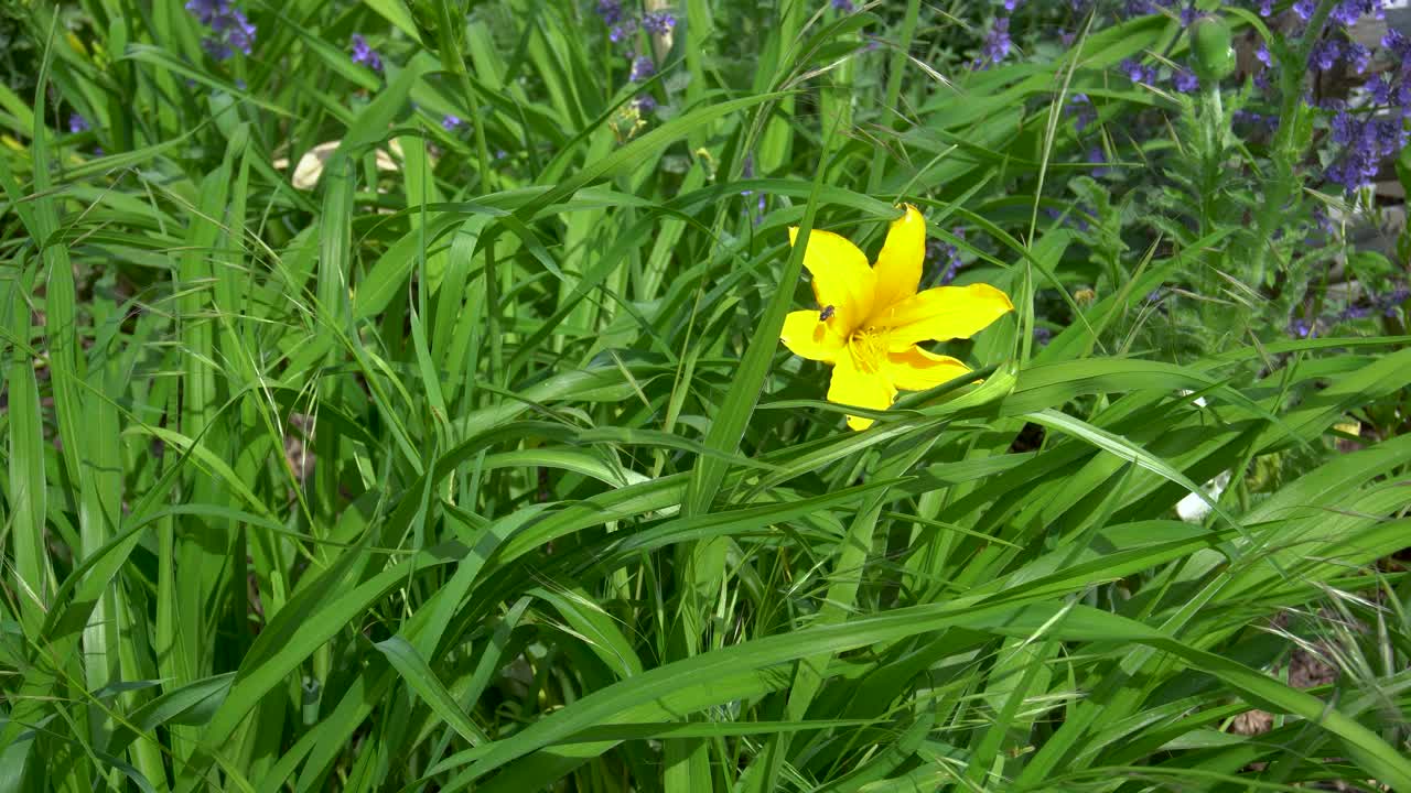 黄花菜在花园里摇曳视频下载