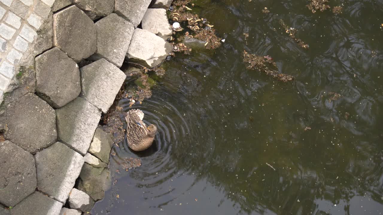 鸭子在湖里游泳视频素材