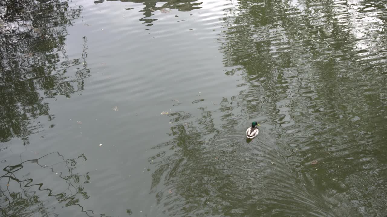 鸭子在湖里游泳视频素材