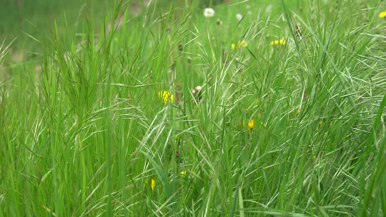 夏天的时候，绿草在花园里摇曳视频下载