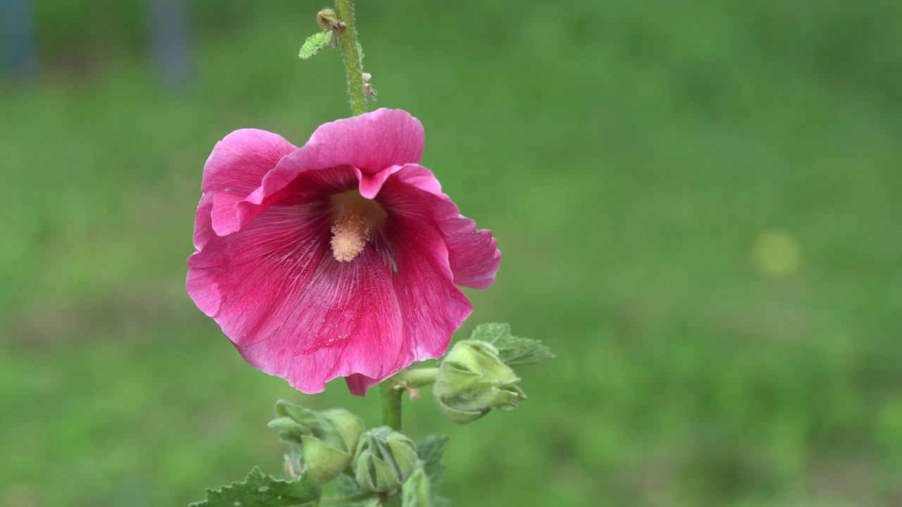 花园里摇曳的芙蓉花视频下载