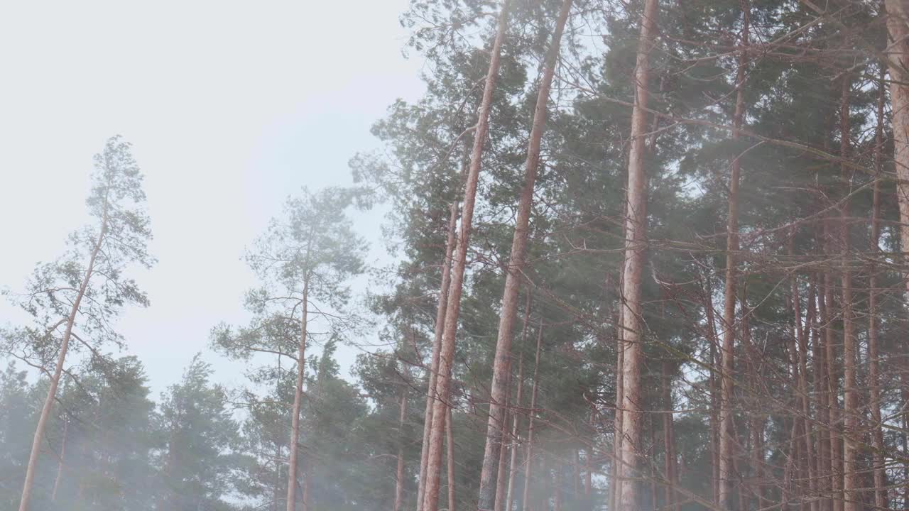 有大风和暴风雪的强降雪。暴风雪期间，松树林上的雪映着天空飘落视频素材