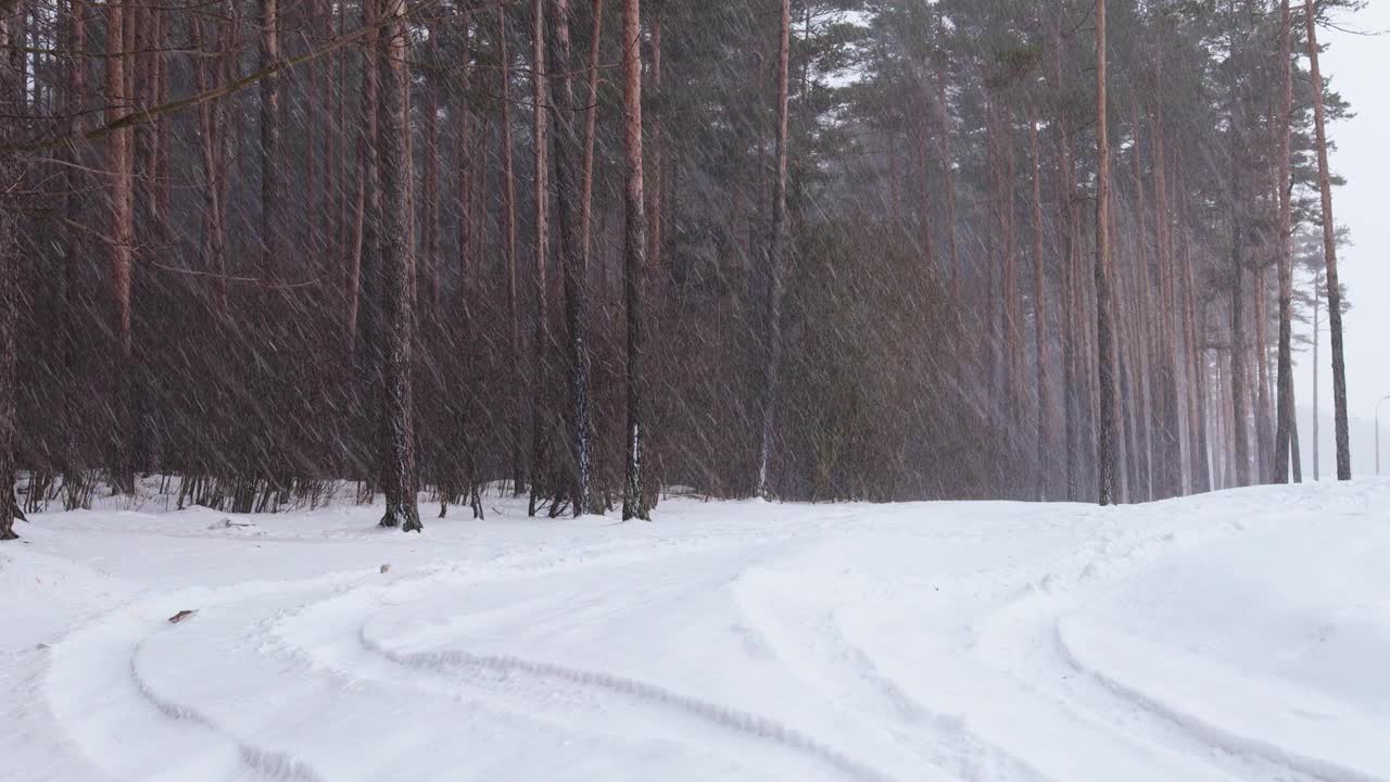 有风的大雪。暴风雪期间，雪从松树林中飘落视频素材