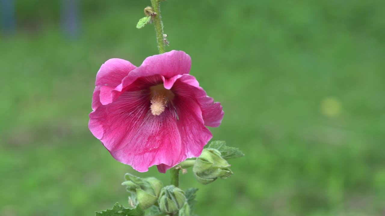 大黄蜂收集蜂蜜，花粉和花蜜从花夏天视频下载