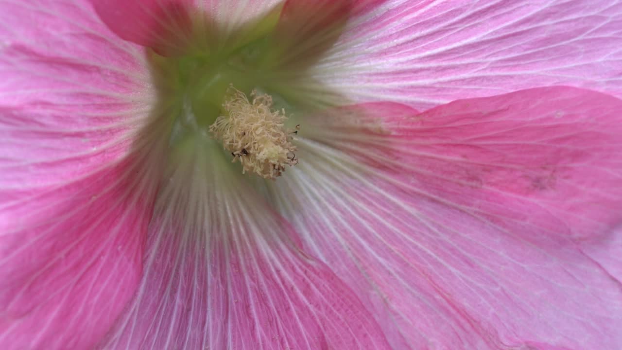 大黄蜂收集蜂蜜，花粉和花蜜从花夏天视频下载