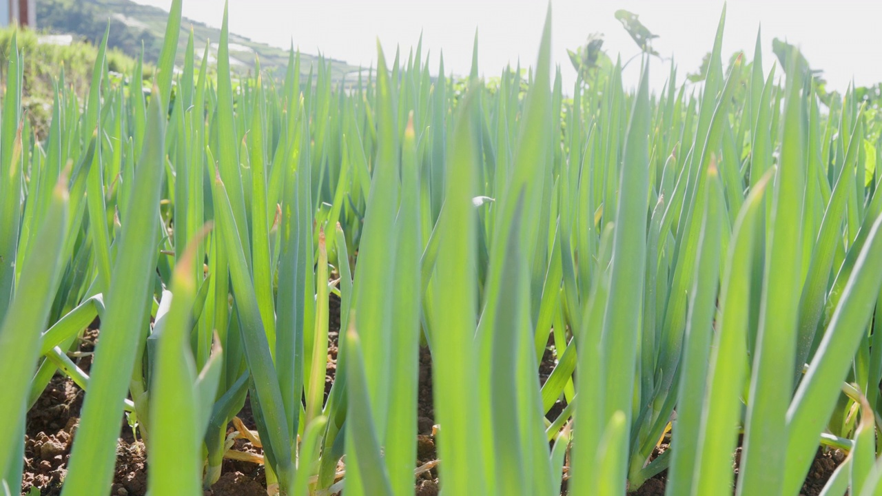 一个阳光明媚的早晨，在地里种植的韭菜(allium fistulosum)视频下载