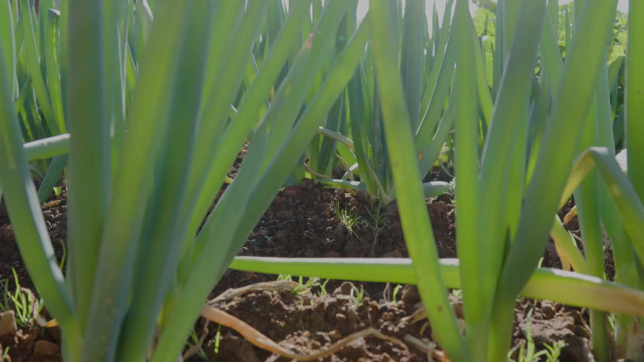 一个阳光明媚的早晨，在地里种植的韭菜(allium fistulosum)视频素材