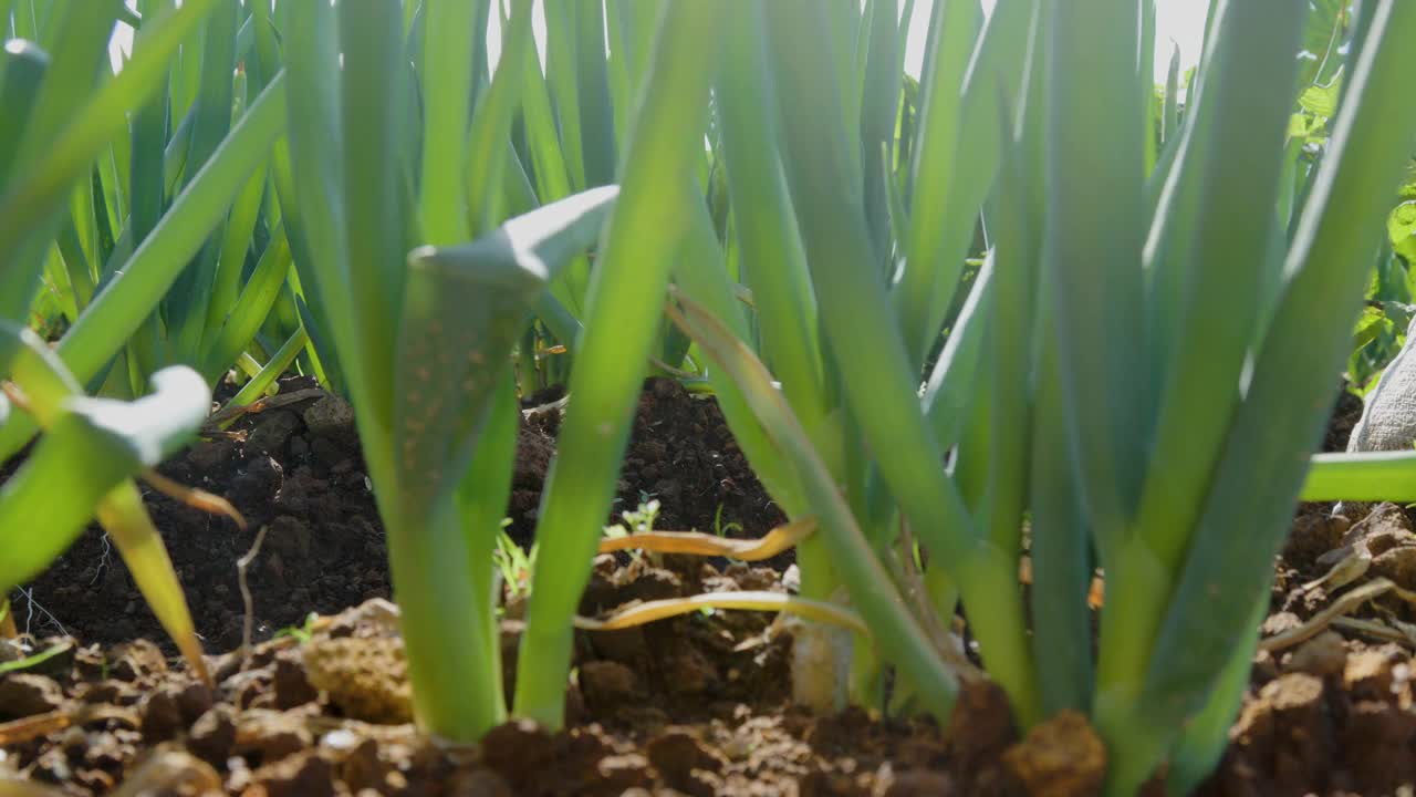 一个阳光明媚的早晨，在地里种植的韭菜(allium fistulosum)视频素材