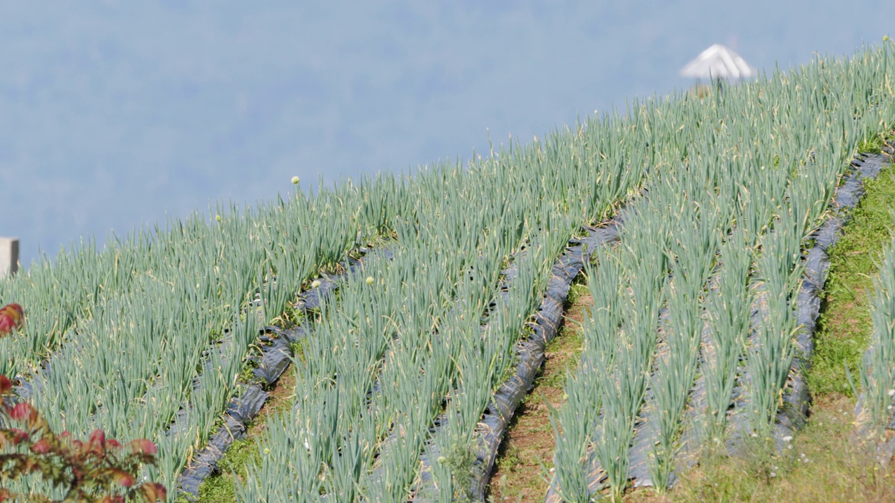 一个阳光明媚的早晨，在地里种植的韭菜(allium fistulosum)视频下载