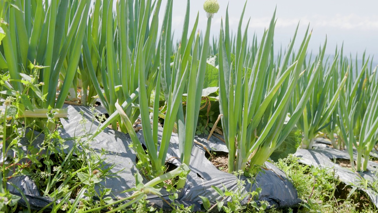 一个阳光明媚的早晨，在地里种植的韭菜(allium fistulosum)视频素材