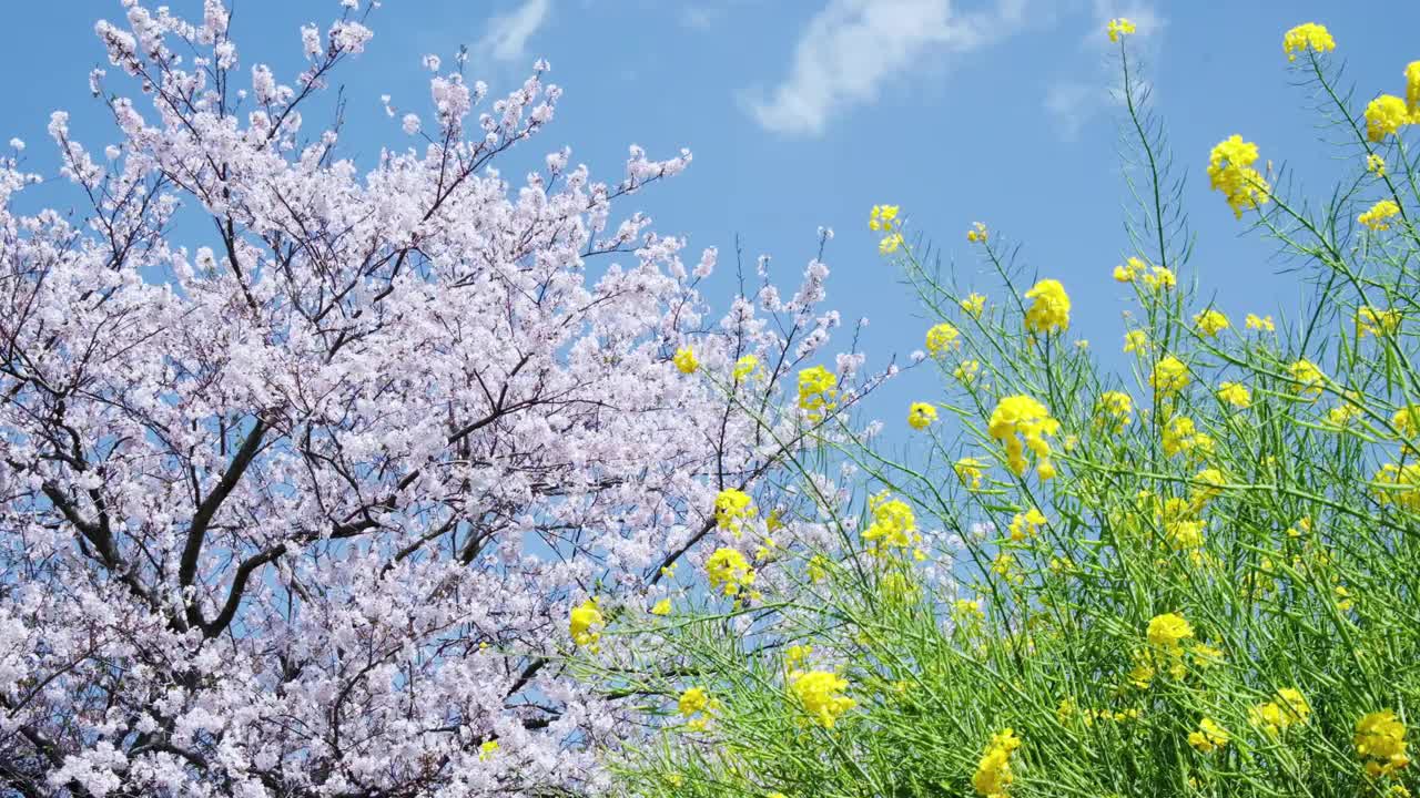 背景材料的美丽的春天景色与油菜花和樱花视频素材