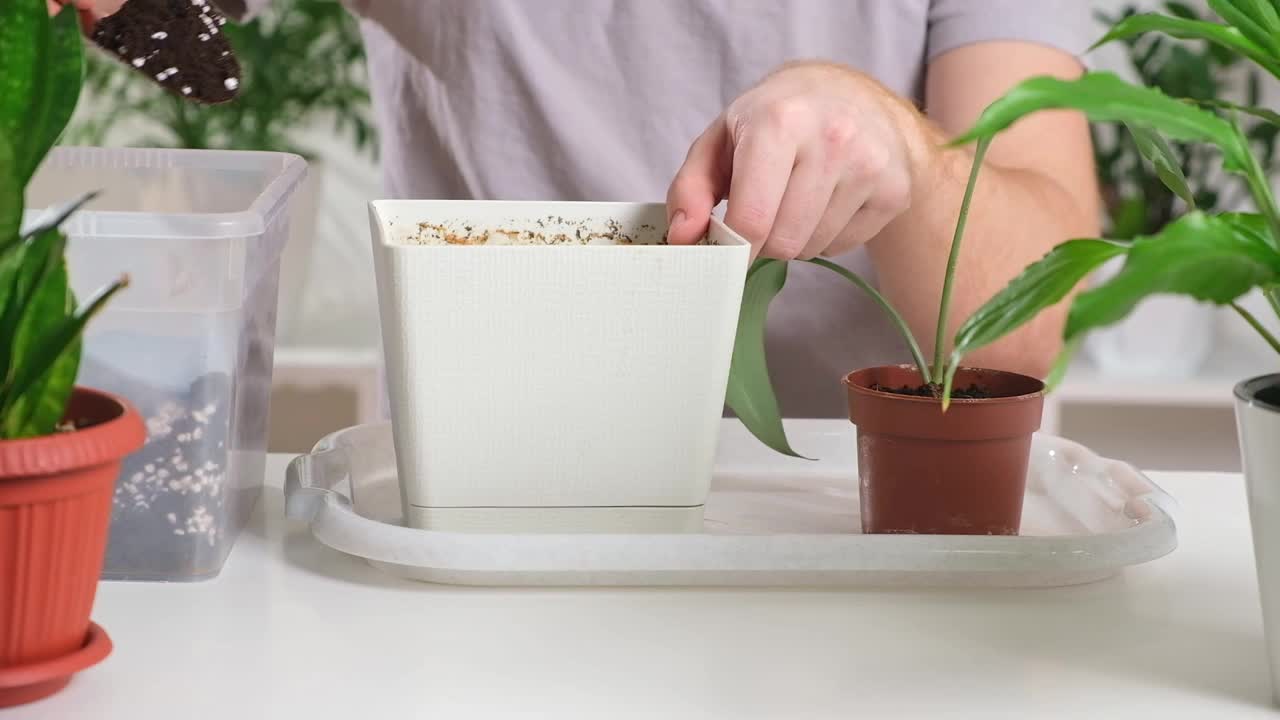 将圣餐从一个小罐移植到一个大罐。一个男人往花盆里加土，用来种室内植物。视频素材