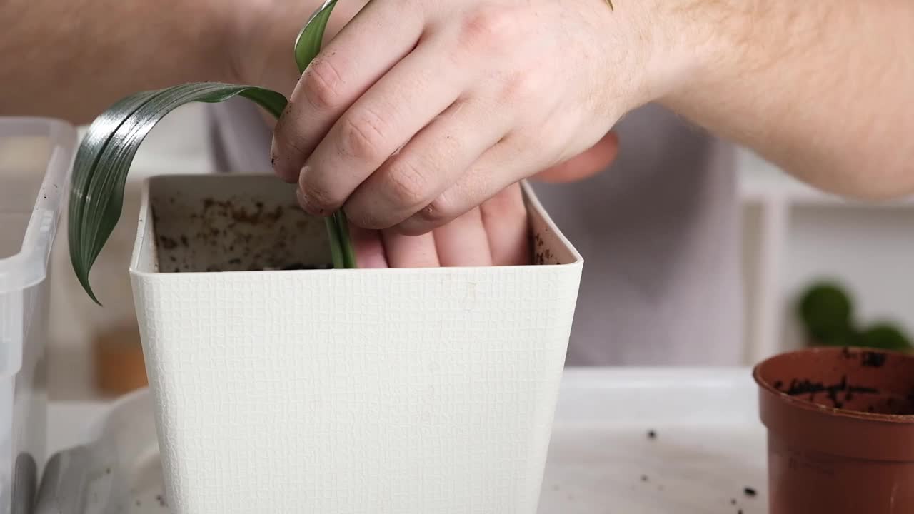 从小罐中移植圣餐。人们在新花盆里压紧盆栽植物周围的泥土。视频素材