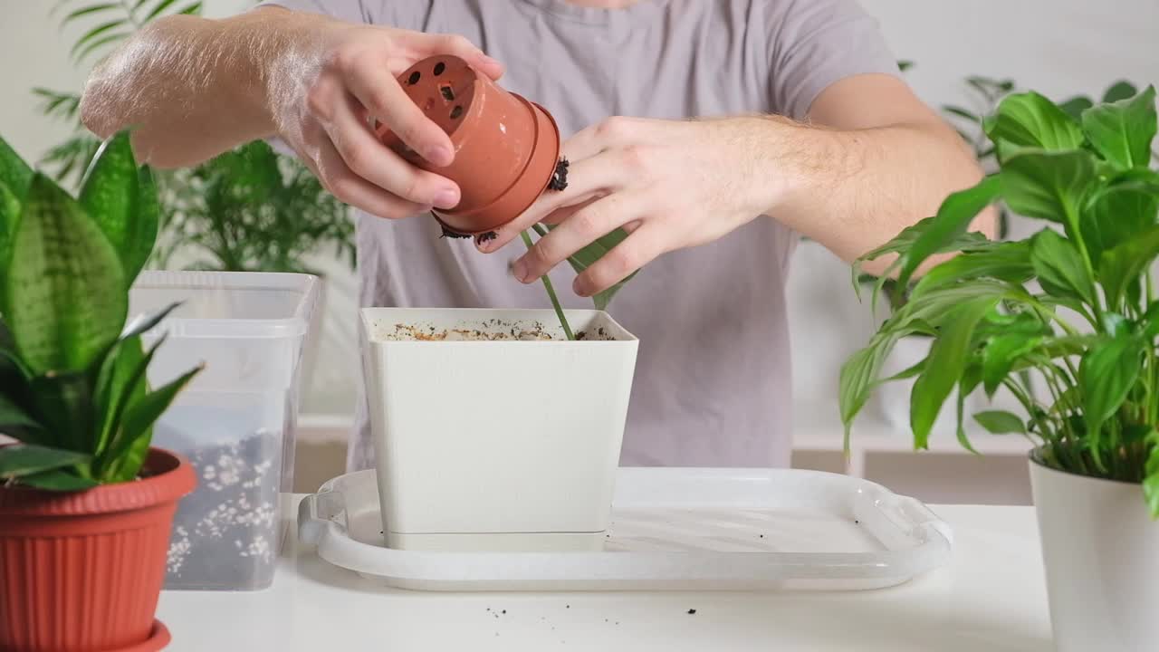 将圣餐从一个小罐移植到一个大罐。一个男人从一个旧花盆里拔出一株室内植物。视频素材