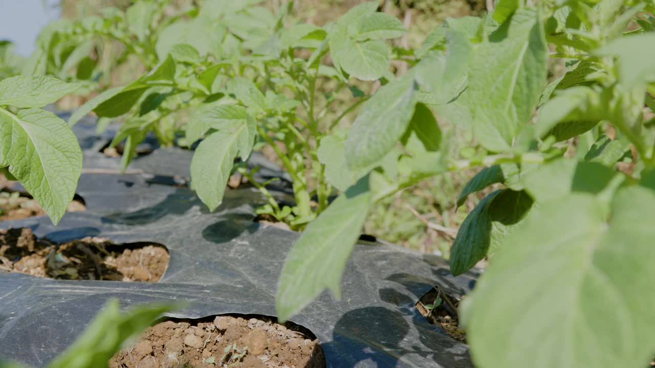 高地有机马铃薯种植的工业视图视频下载