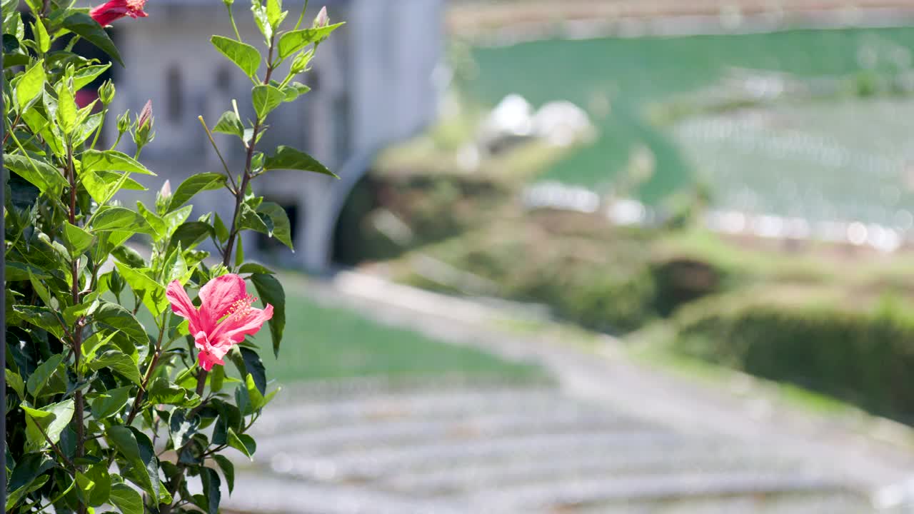 红色开花的鞋黑植物(芙蓉)在风中摇曳视频下载