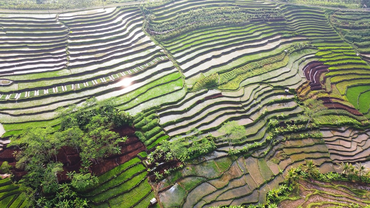 早期水稻种植过程中大稻田鸟瞰图视频素材