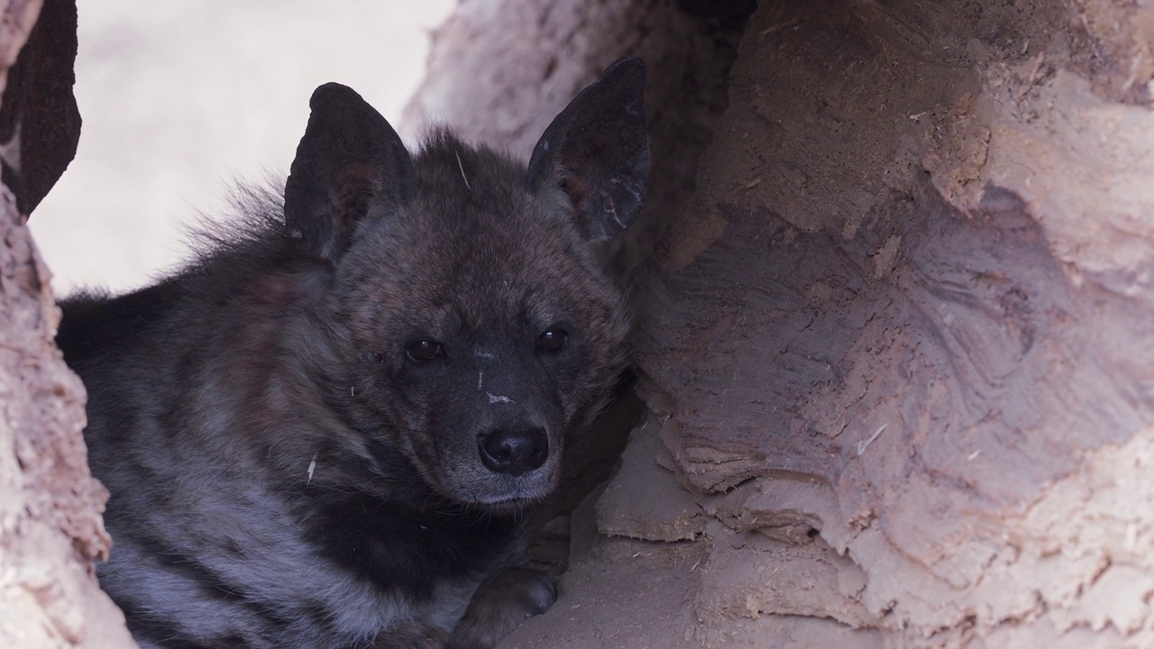 在树洞中的条纹鬣狗(Hyaena Hyaena sultana)视频素材