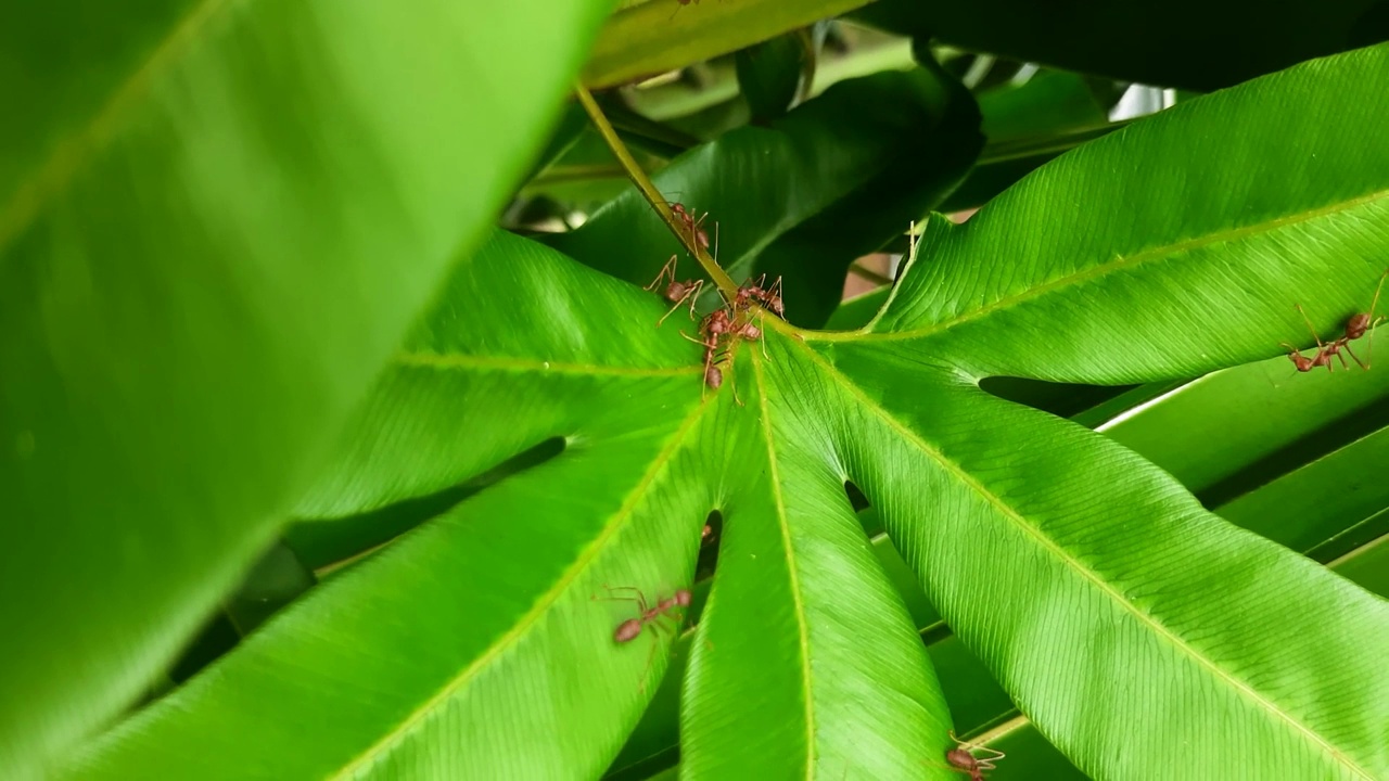 一群蚂蚁在一片绿叶上视频素材