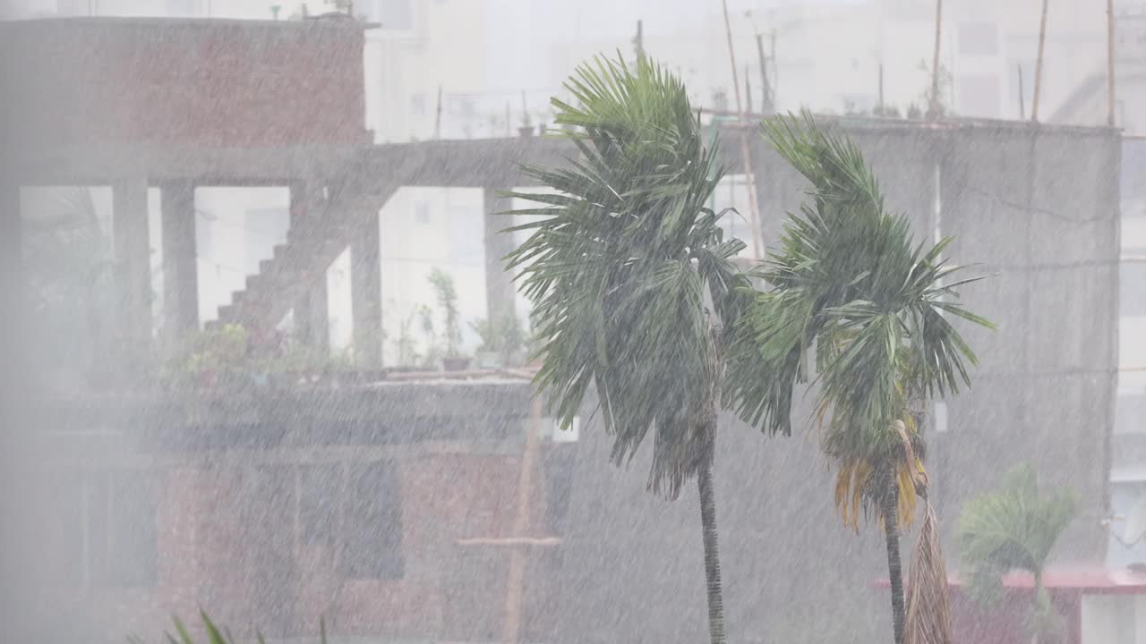 一棵树在风雨中。视频下载