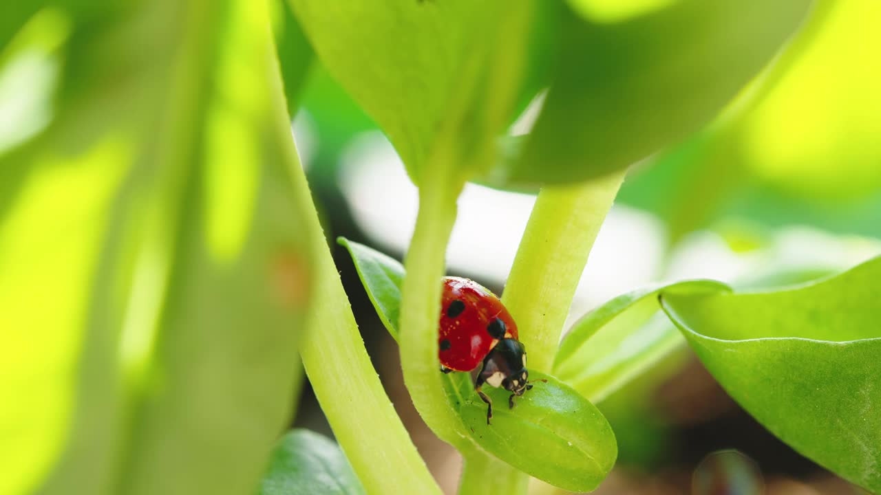 草地上植物叶子上的红色小瓢虫视频素材