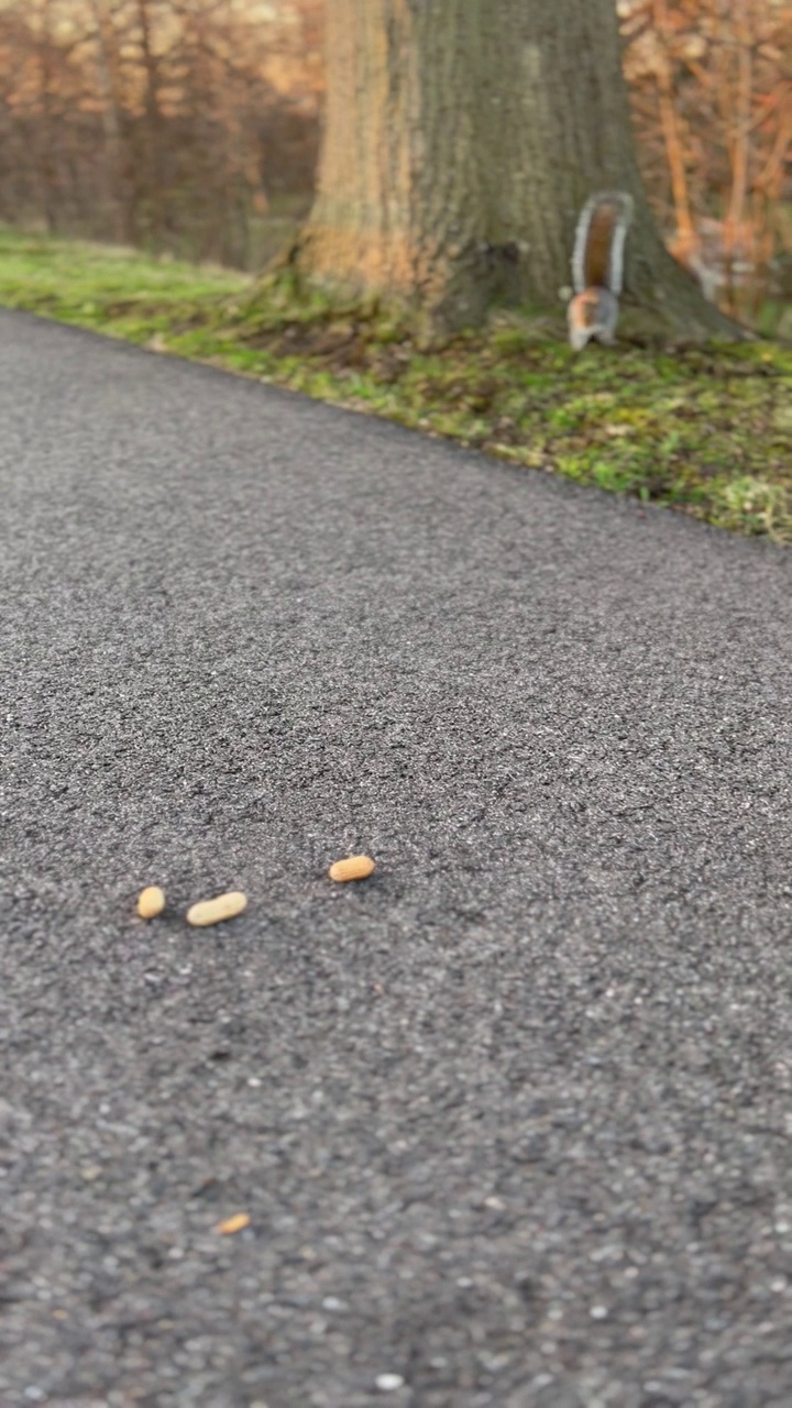 松鼠和花生视频下载