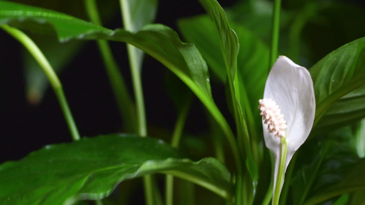 盂兰，通常被称为和平百合，是一种高度赞赏的室内植物，能够净化它所放置的环境。靠近白花视频素材