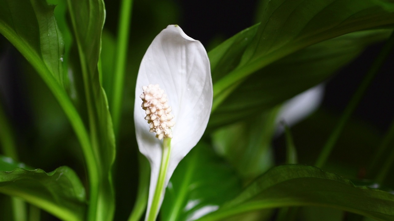 盂兰，通常被称为和平百合，是一种高度赞赏的室内植物，能够净化它所放置的环境。靠近白花视频素材