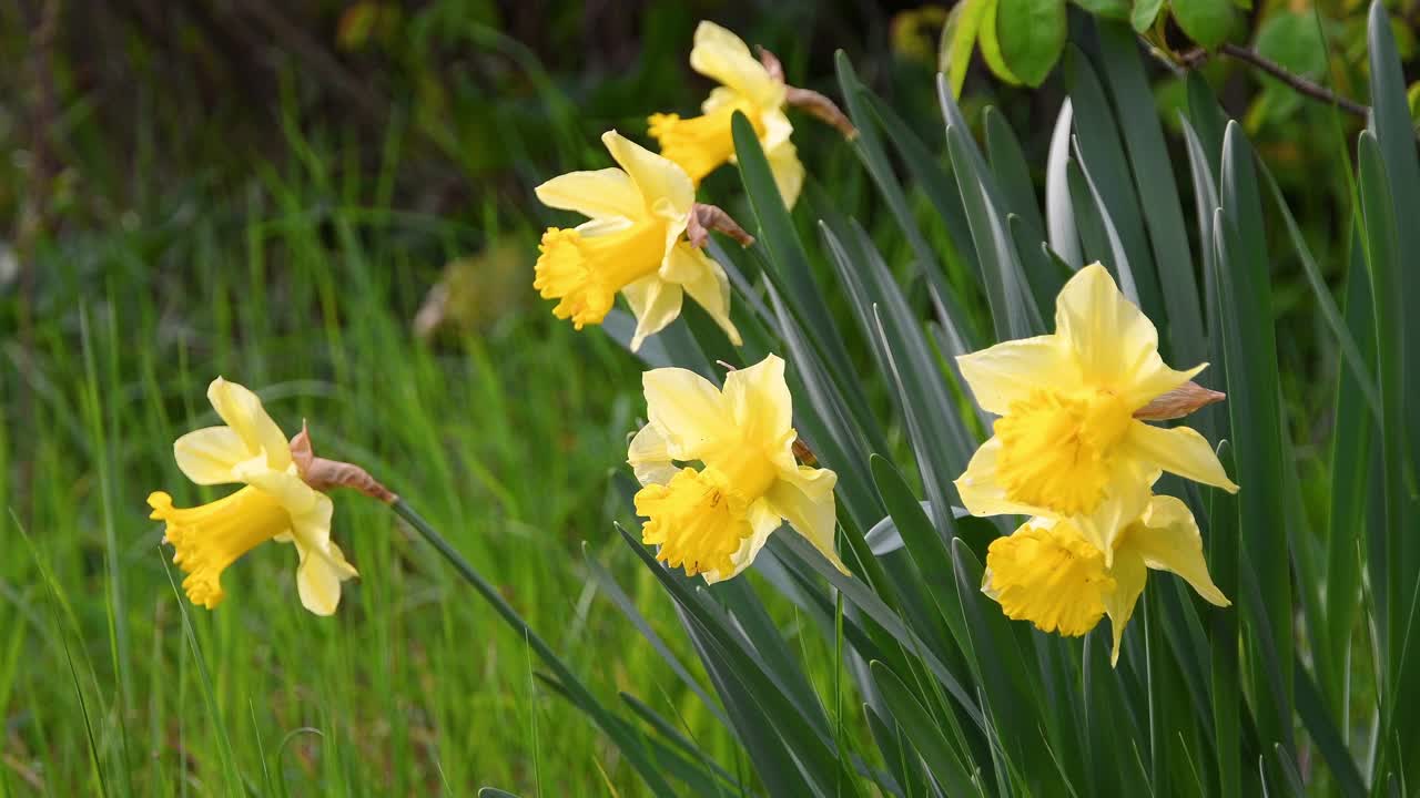 近距离的水仙花在花园里。黄色的水仙花在花园或公园里盛开。有阳光和温暖的春天到来的概念。四月复活节的花朵在风中摇曳。视频素材