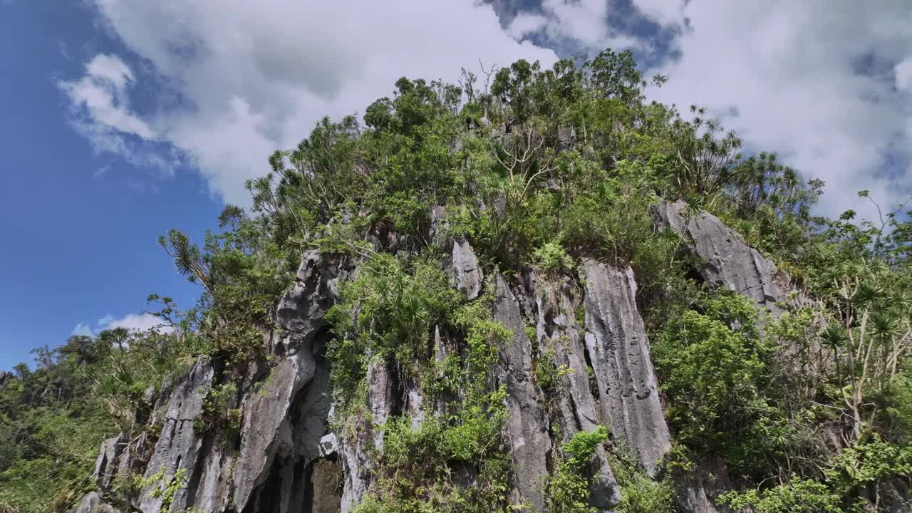 菲律宾巴拉望岛丛林中杂草丛生的岩石视频素材