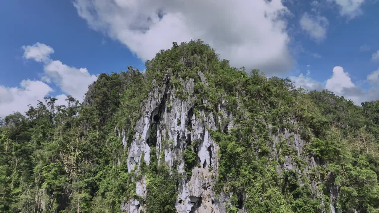 菲律宾巴拉望岛丛林中杂草丛生的岩石视频素材