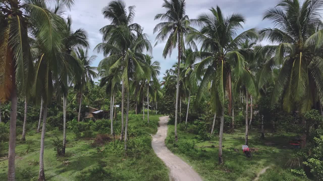 巴拉望岛热带地区的狭窄道路视频素材